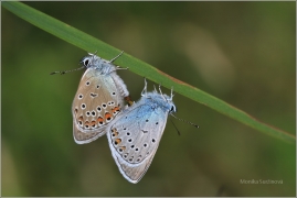 <p>MODRÁSEK JEHLICOVÝ (Polyommatus icarus) ---- /Common blue butterfly - Hauhechel-Bläuling/</p>